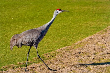 simsearch:400-05145913,k - Sand Hill Cranes on a Golf Course in Florida Foto de stock - Super Valor sin royalties y Suscripción, Código: 400-04887073