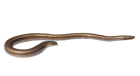 simsearch:400-05734049,k - Slowworm, Anguis fragilis isolated on white background Stock Photo - Budget Royalty-Free & Subscription, Code: 400-04887154