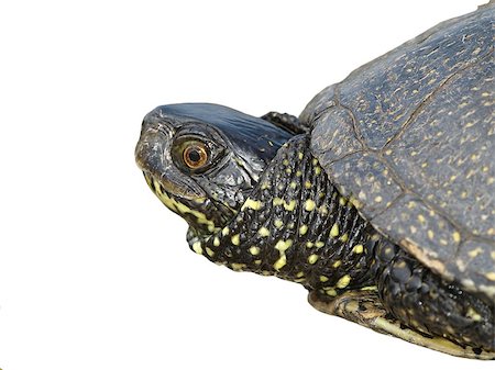 European Pond Terrapin isolated on white background, Emis orbicularis Stock Photo - Budget Royalty-Free & Subscription, Code: 400-04887153