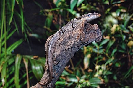 simsearch:400-05260189,k - A lizard / gecko lying on a dry log with green leaves at background Stockbilder - Microstock & Abonnement, Bildnummer: 400-04887184