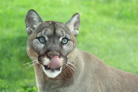 felis concolor - Closeup of cougar or mountain lion in the grass with tongue out Stock Photo - Budget Royalty-Free & Subscription, Code: 400-04887241