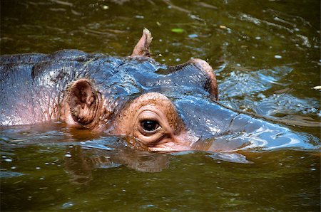 franky242 (artist) - portrait of a hippopotamus swimming in water Fotografie stock - Microstock e Abbonamento, Codice: 400-04887386