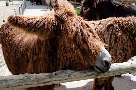 franky242 (artist) - Rare poitou donkeys on a farm in Germany Fotografie stock - Microstock e Abbonamento, Codice: 400-04887430