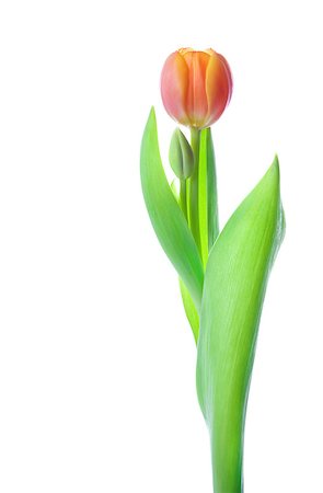 simsearch:400-05069521,k - Beautiful tulip with bud isolated on white background Photographie de stock - Aubaine LD & Abonnement, Code: 400-04887535
