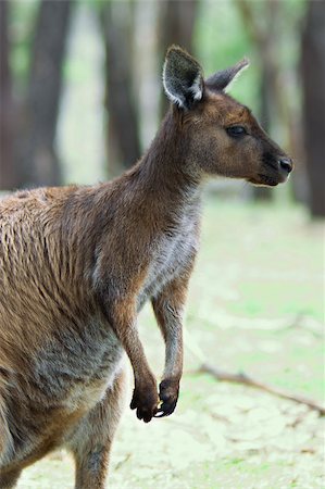 simsearch:400-04274699,k - Image of an Australian kangaroo Stock Photo - Budget Royalty-Free & Subscription, Code: 400-04887531