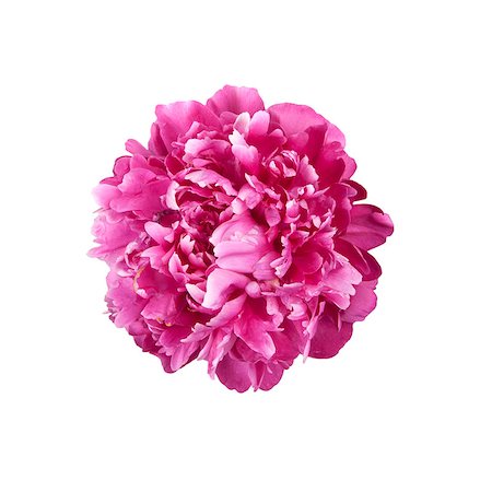 one peony isolated on white Stock Photo - Budget Royalty-Free & Subscription, Code: 400-04887630