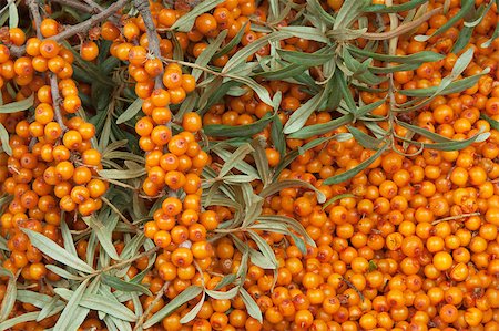 orange  sea-buckthorn with green twig Stock Photo - Budget Royalty-Free & Subscription, Code: 400-04887651