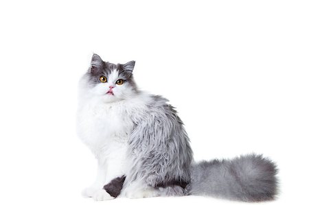 simsearch:400-04887691,k - Portrait of young beautiful licking gray and white persian cat sitting on isolated background Foto de stock - Super Valor sin royalties y Suscripción, Código: 400-04887691