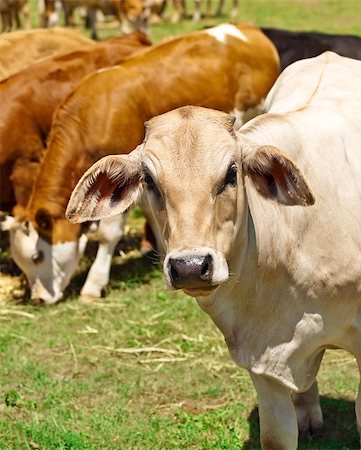 simsearch:400-04465909,k - australian beef cattle brown and white grazing Stockbilder - Microstock & Abonnement, Bildnummer: 400-04888320