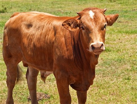 sherjaca (artist) - australian beef cattle, young hereford angus cross bred for meat Fotografie stock - Microstock e Abbonamento, Codice: 400-04888321