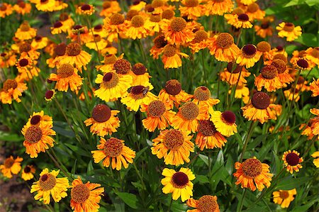 simsearch:400-04830667,k - Sneezeweed - Helenium autumnale Photographie de stock - Aubaine LD & Abonnement, Code: 400-04888741