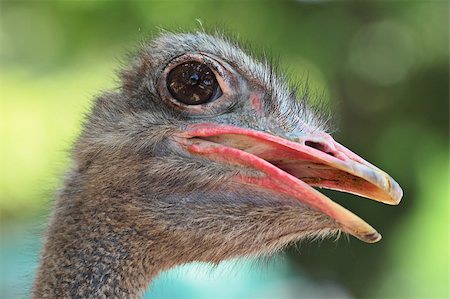 ostrich portrait close up Stock Photo - Budget Royalty-Free & Subscription, Code: 400-04888772