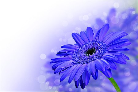 simsearch:400-03957427,k - Close up abstract of  purple daisy gerbera flowers Foto de stock - Super Valor sin royalties y Suscripción, Código: 400-04889042