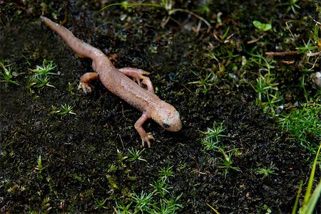 salamandra - An amphibean Albino (Newt) without the genetic information to produce colour pigments. Albinos are rare and have a more dangerous life. Fotografie stock - Microstock e Abbonamento, Codice: 400-04889060