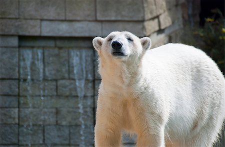 Polar Bears are rare and endagnered because of the climate change. This is why they became a symbol of global warming Stock Photo - Budget Royalty-Free & Subscription, Code: 400-04889061