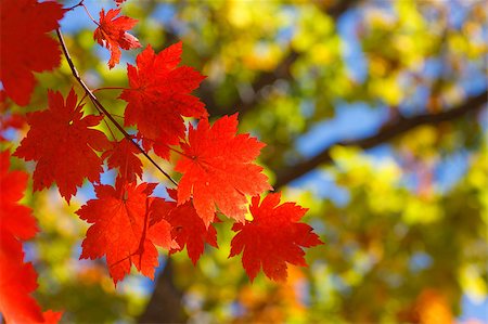 simsearch:400-08695872,k - bright autumn leaves in the natural environment Stock Photo - Budget Royalty-Free & Subscription, Code: 400-04889182