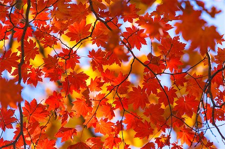 simsearch:400-08695872,k - bright autumn leaves in the natural environment Stock Photo - Budget Royalty-Free & Subscription, Code: 400-04889183