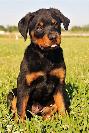 portrait of a purebred puppy rottweiler sitting in the grass Stock Photo - Budget Royalty-Free & Subscription, Code: 400-04889327