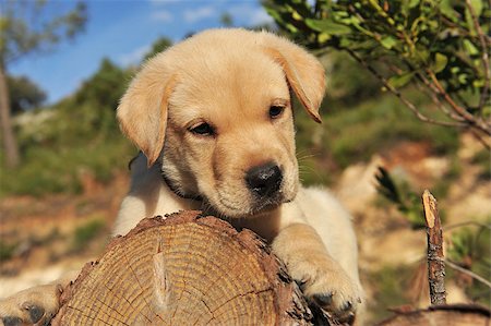 simsearch:400-04361715,k - purebred puppy labrador retriever on the wood Fotografie stock - Microstock e Abbonamento, Codice: 400-04889330