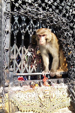 simsearch:862-03365423,k - Closeup view of a monkey in the temple Foto de stock - Super Valor sin royalties y Suscripción, Código: 400-04889357