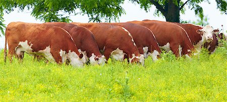 Cattle feeding on grass in a field Stock Photo - Budget Royalty-Free & Subscription, Code: 400-04889414