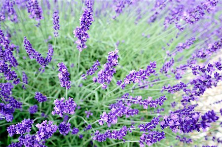 simsearch:400-06069986,k - Details blooming lavender on a sunny day Stock Photo - Budget Royalty-Free & Subscription, Code: 400-04889514