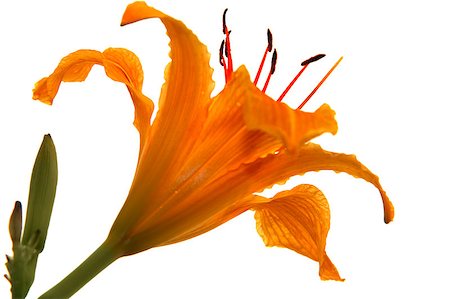 easter lily background - orange  lily on white Stock Photo - Budget Royalty-Free & Subscription, Code: 400-04889542