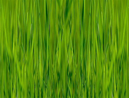 abstract image of a dense grass Foto de stock - Royalty-Free Super Valor e Assinatura, Número: 400-04880128