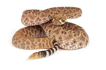 Western Diamondback Rattlesnake (Crotalus atrox). Stockbilder - Microstock & Abonnement, Bildnummer: 400-04880256