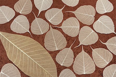 simsearch:400-05678542,k - Skeletal leaves over brown handmade paper - background Foto de stock - Super Valor sin royalties y Suscripción, Código: 400-04880599