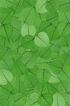 simsearch:400-05713050,k - Green skeletal leaves - background. Stock Photo - Budget Royalty-Free & Subscription, Code: 400-04880603
