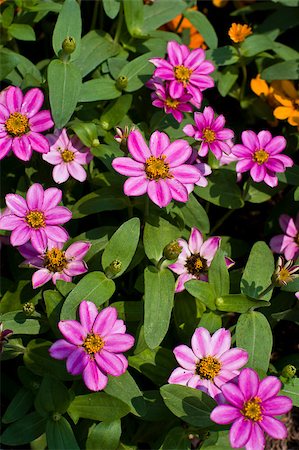 roses yard not people - mini flower in garden Stock Photo - Budget Royalty-Free & Subscription, Code: 400-04880677