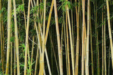 bamboo Stock Photo - Budget Royalty-Free & Subscription, Code: 400-04880700