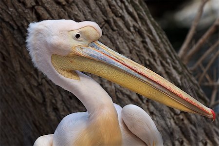 pelecanus - great white pelican (Pelecanus onocrotalus) near a tree Foto de stock - Super Valor sin royalties y Suscripción, Código: 400-04881168