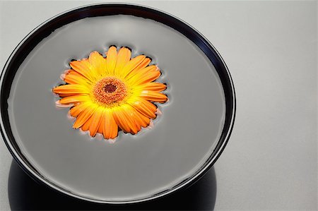 simsearch:400-05282502,k - Orange gerbera floating in a black bowl Photographie de stock - Aubaine LD & Abonnement, Code: 400-04881226