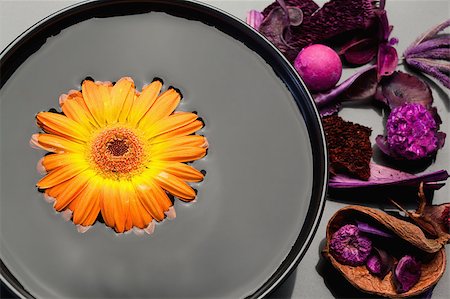 simsearch:400-05282502,k - Orange gerbera floating in a black bowl and purple dry flowers Photographie de stock - Aubaine LD & Abonnement, Code: 400-04881227