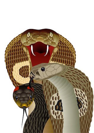 Poisonous snake. The illustration on white background. Stock Photo - Budget Royalty-Free & Subscription, Code: 400-04882685