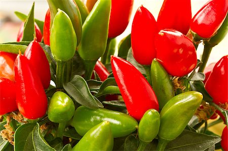 simsearch:400-05732421,k - bush of red chili peppers closeup Photographie de stock - Aubaine LD & Abonnement, Code: 400-04882700