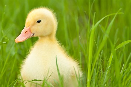 Little yellow duckling on the green grass Stock Photo - Budget Royalty-Free & Subscription, Code: 400-04882735