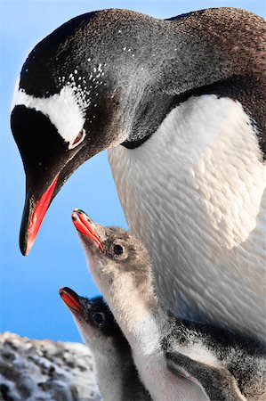 simsearch:400-04299219,k - Penguin Mother and her two Children in Antarctica Stock Photo - Budget Royalty-Free & Subscription, Code: 400-04882730