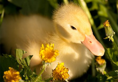 Small yellow duckling outdoor on green grass Stock Photo - Budget Royalty-Free & Subscription, Code: 400-04882733