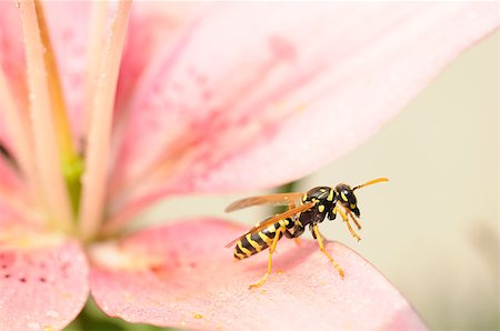 simsearch:400-04593284,k - Close-up wasp on wet pink lily flower is ready to fly. Shallow depth of field and focus on wasp. Foto de stock - Super Valor sin royalties y Suscripción, Código: 400-04882761