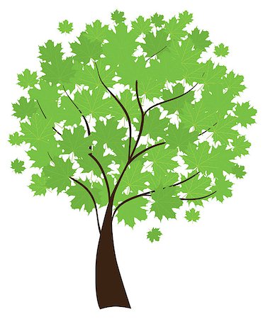 Vector illustration of a maple tree isolated on white background Stock Photo - Budget Royalty-Free & Subscription, Code: 400-04882912