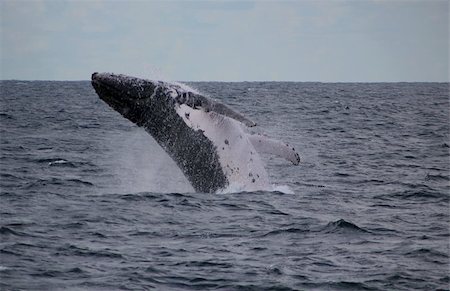 The Humpback Whales migrate from the Antarctic along the Eastern Seaboard of Australia starting June to the warmer waters of the Whitsundays and beyond where young calves can survive and the mating game takes place each year. I took these images off the coast of South East Queensland 24th June 2011. Photographie de stock - Aubaine LD & Abonnement, Code: 400-04882922