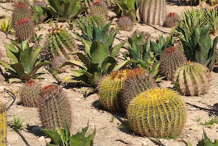 Farm producing a wealth of different cactus species Photographie de stock - Aubaine LD & Abonnement, Code: 400-04882980