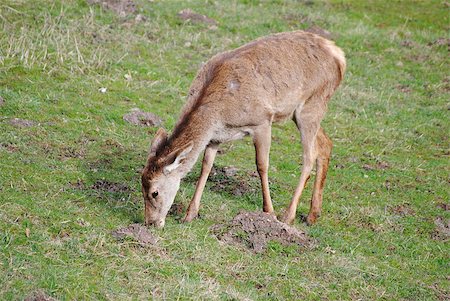 simsearch:400-06948518,k - a deer in the middle of an alpine meadow Photographie de stock - Aubaine LD & Abonnement, Code: 400-04883080