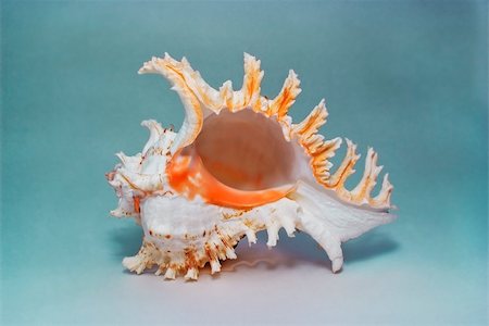 shell macro - Sea cockleshell Murex ramosus isolated on a white. Stock Photo - Budget Royalty-Free & Subscription, Code: 400-04883304