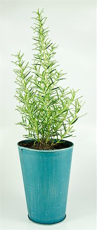 Rosemary herb in a blue metal pot Fotografie stock - Microstock e Abbonamento, Codice: 400-04883337