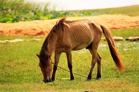 simsearch:400-04779460,k - Photo of a horse on meadow Stock Photo - Budget Royalty-Free & Subscription, Code: 400-04883345