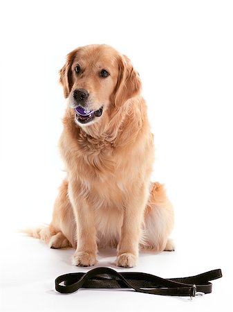 dog ball waiting - A Golden Retriever waiting with leash and tennis ball Stock Photo - Budget Royalty-Free & Subscription, Code: 400-04883424